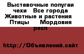 Выставочные попугаи чехи - Все города Животные и растения » Птицы   . Мордовия респ.